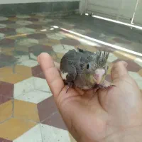 جوجه عروس هلندی سرلاکی|پرنده|شیراز, کوزه گری|دیوار