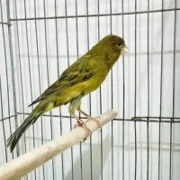 قناری|پرنده|داراب, |دیوار