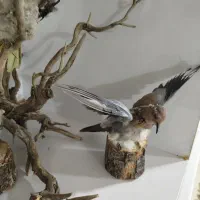 مجسمه|مجسمه، تندیس، ماکت|ایلام, |دیوار