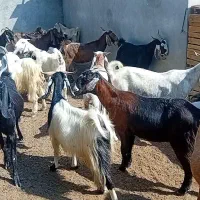 فروشی.|حیوانات مزرعه|وراوی, |دیوار