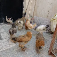 جوجه برهما
