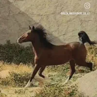 اسب مادیان کرد