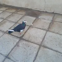 نر کرمانی اصل بشرط