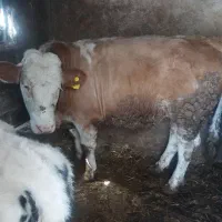 گاو|حیوانات مزرعه|صائین قلعه, |دیوار