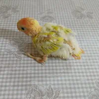 طوطی برزیلی سرلاکی