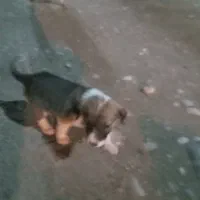 توله‌سگ‌ماده.رایگان|سگ|کلاله, |دیوار