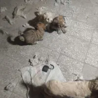 ۵عدد توله شیتزو‌برای فروشی|سگ|ری, دولت‌آباد|دیوار