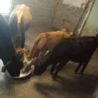 فروش چند راس گاو