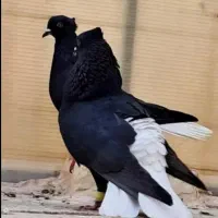 زاغ دم سفید|پرنده|مشهد, کلاته برفی|دیوار