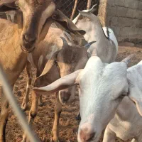 کهره و قوچ|حیوانات مزرعه|مهران (هرمزگان), |دیوار