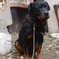 سگ رتوایلر ودوبرمن