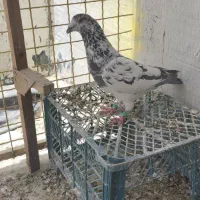 کفتر گلی پلاکی