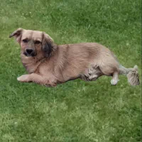 سگ پاکوتاه|سگ|تربت جام, شاهد|دیوار