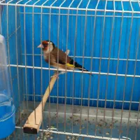 سهره ماده|پرنده|قروه, |دیوار