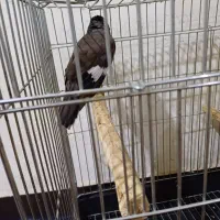 مرغ مینا|پرنده|اهواز, آسیاباد|دیوار