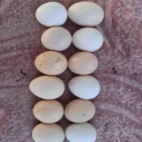 تخم مرغ نطفه دار نژاد دار