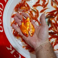 ماهی قرمز/طعمه/شکاف/گلدفیش/ماهی شب عید|ماهی|لنگرود, |دیوار