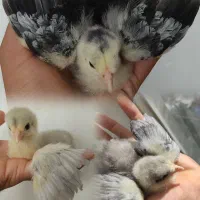 مرغ خروس و جوجه برهما لایت بلو بوف پاتریچ پورسلن