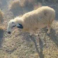 فروشنده|حیوانات مزرعه|جنت, |دیوار