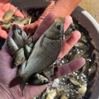 بچه ماهی کپور آمور فیتوفاگ|ماهی|سبزوار, کلاته سیفر|دیوار