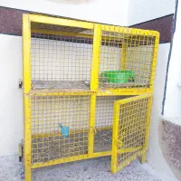 پرنده، عروس هلندی، مرغ مینا سهره خاکی
