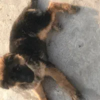 توله ژرمن وورک لاین اصیل ماده|سگ|خرمآباد, |دیوار