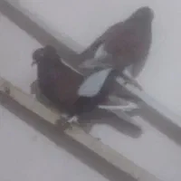 کبوتر