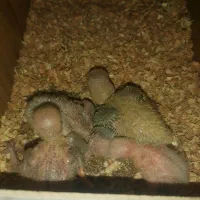 جفت کوتوله مولد با جوجه