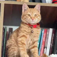 واگذاری گربه|گربه|اندیشه, اندیشه فاز ۴|دیوار