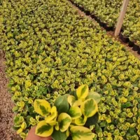 گل اپارتمانی|گل و گیاه طبیعی|کاشان, شهرک خاتم الانبیا (مسکن ملی کاشان)|دیوار
