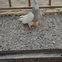 کبوتر یا پرنده طوقی|پرنده|خرمشهر, |دیوار