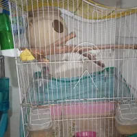 جفت فنچ نرگسی|پرنده|بندر ماهشهر, |دیوار