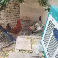 خروس