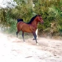 فروش کشش اسب