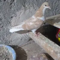 سیاپوش|پرنده|قزوین, |دیوار