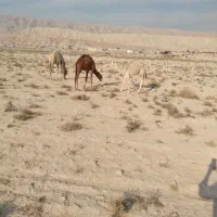 فروش کره شتر ۸ماهه شهر ارد گراش|حیوانات مزرعه|ارد, |دیوار