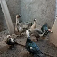 قوغاز|حیوانات مزرعه|کرباسک, |دیوار