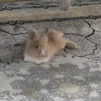 خرگوش مینی لوپ قشنگترین رنگهاش