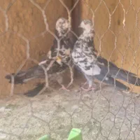 کفتر کله ماستی پرشی|پرنده|خمینی‌شهر, |دیوار