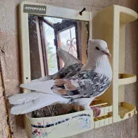 کبوتر سیاه پلنگ شکار