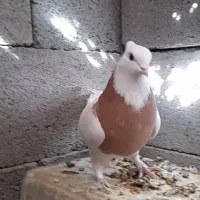 طوقی ماده|پرنده|اقلید, |دیوار