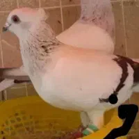 یک جفت کبوتر شامی|پرنده|کهنوج, |دیوار