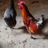 خروس محلی اصیل