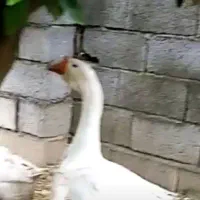 جوجه غازلیندا قبقبه دار دوناف و تک ناف.آفریقایی