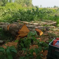 خرید چوب|خدمات باغبانی و درختکاری|رودسر, |دیوار