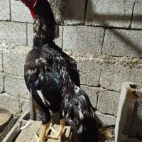 مرغ خروس لاری فروشی