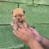 حیوانات خانگی|سگ|صدرا-فارس, فاز ۱|دیوار