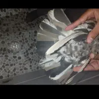 کبوتر سرور|پرنده|بهبهان, |دیوار