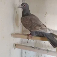 زرد بی کاکل سرکه ای(همایش ارداق)