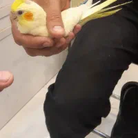 طوطی عروس|پرنده|رشت, بازار|دیوار